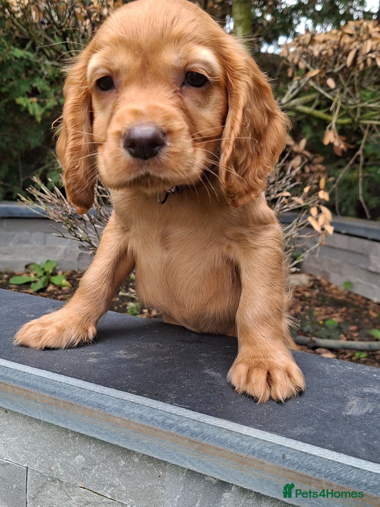 Cocker Spaniel dogs Kc reg hereditary clear working cocker spaniels - Advert 1