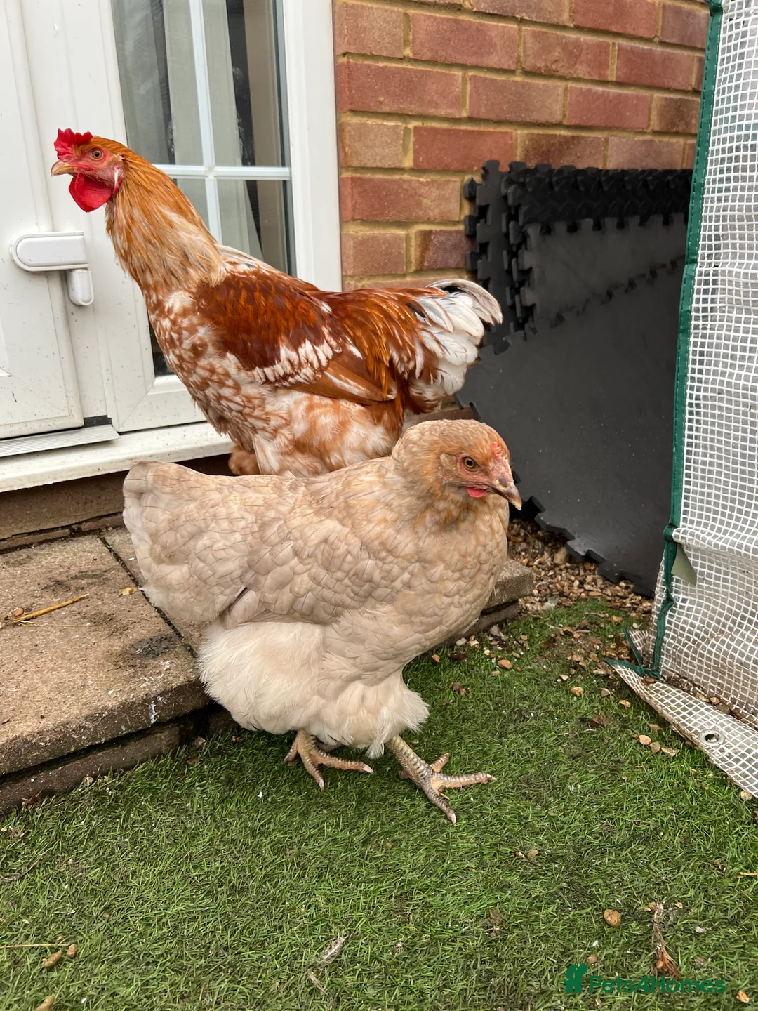 Chickens poultry for sale: 8 Month Old Hen & Cockerel for Sale  Includes Coop - Advert 5