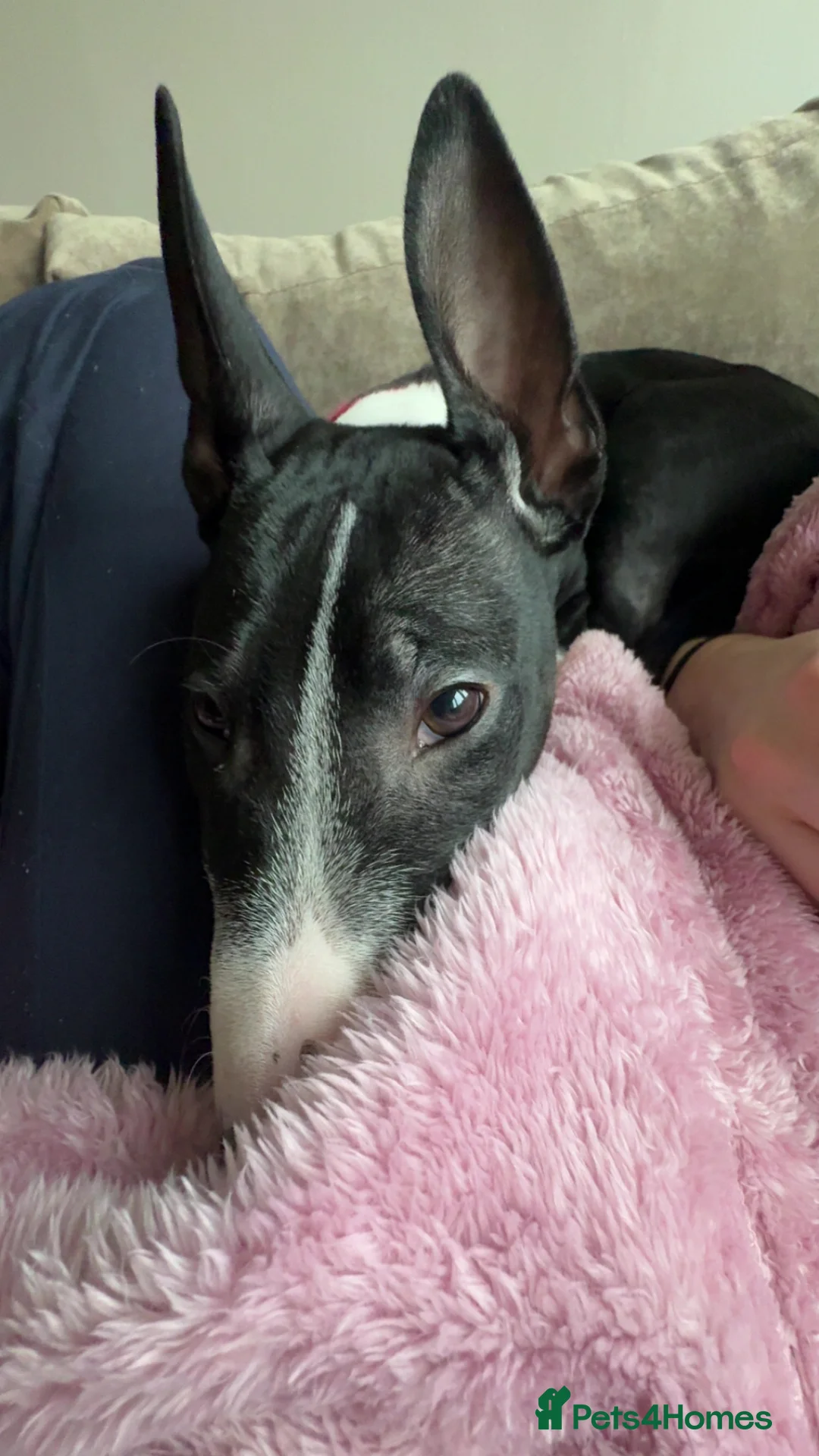 English Bull Terrier dogs for sale: Derry - Advert 2