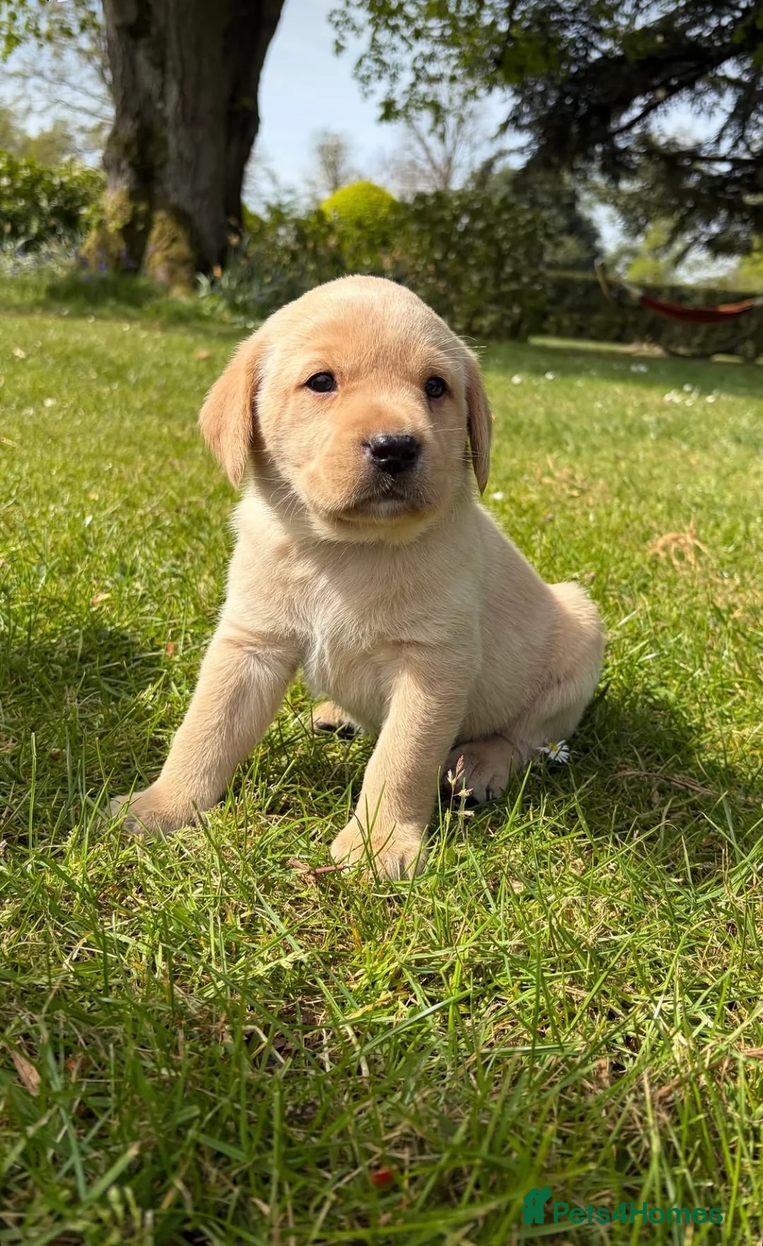 Labrador Retriever dogs for sale: Two beautiful yellow Labrador Retriever pups in Luton - Advert 1