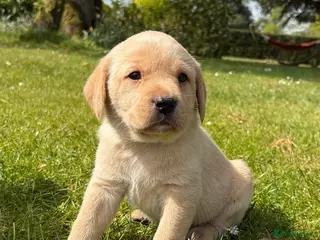 Labrador Retriever dogs Two beautiful yellow Labrador Retriever pups - Advert 3