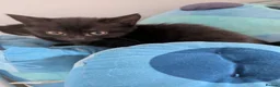 British Shorthair cats for sale: 3 beautiful kittys & mummy - Advert 4