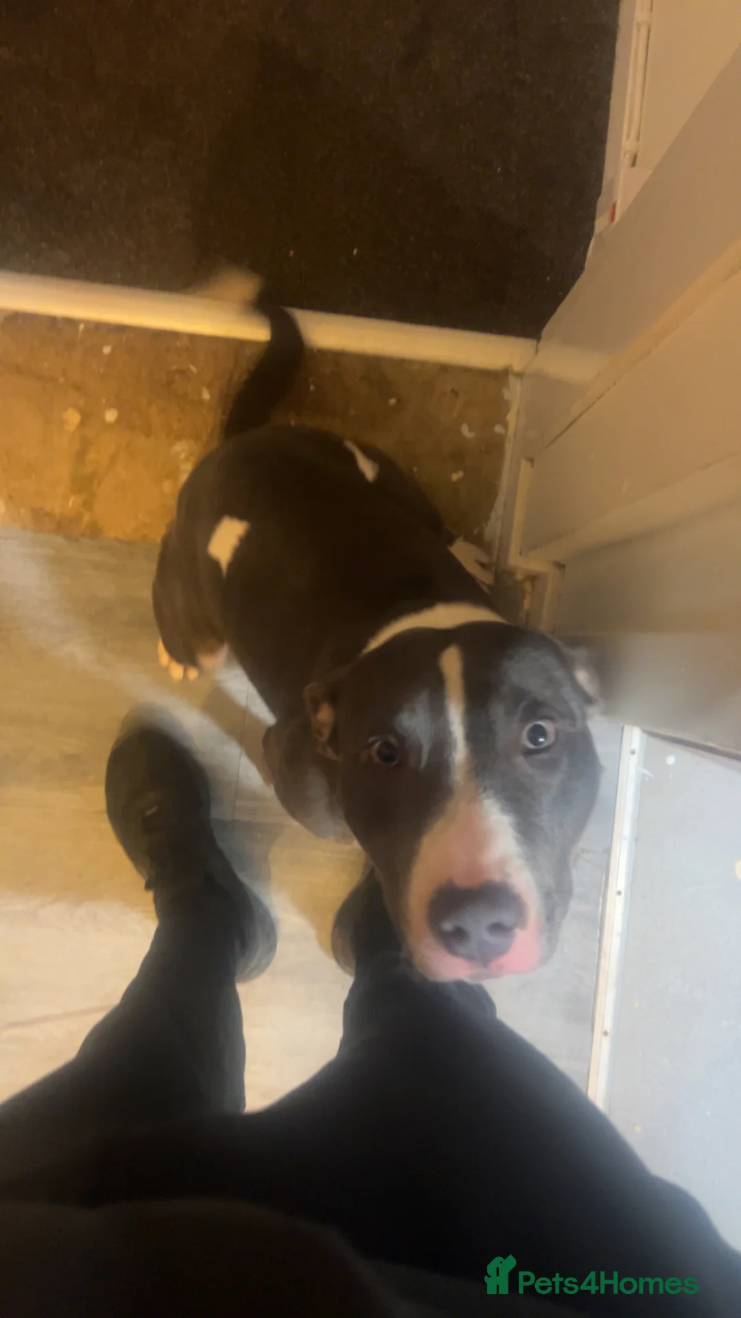 Mixed Breed dogs for sale: Rocky  - Advert 2