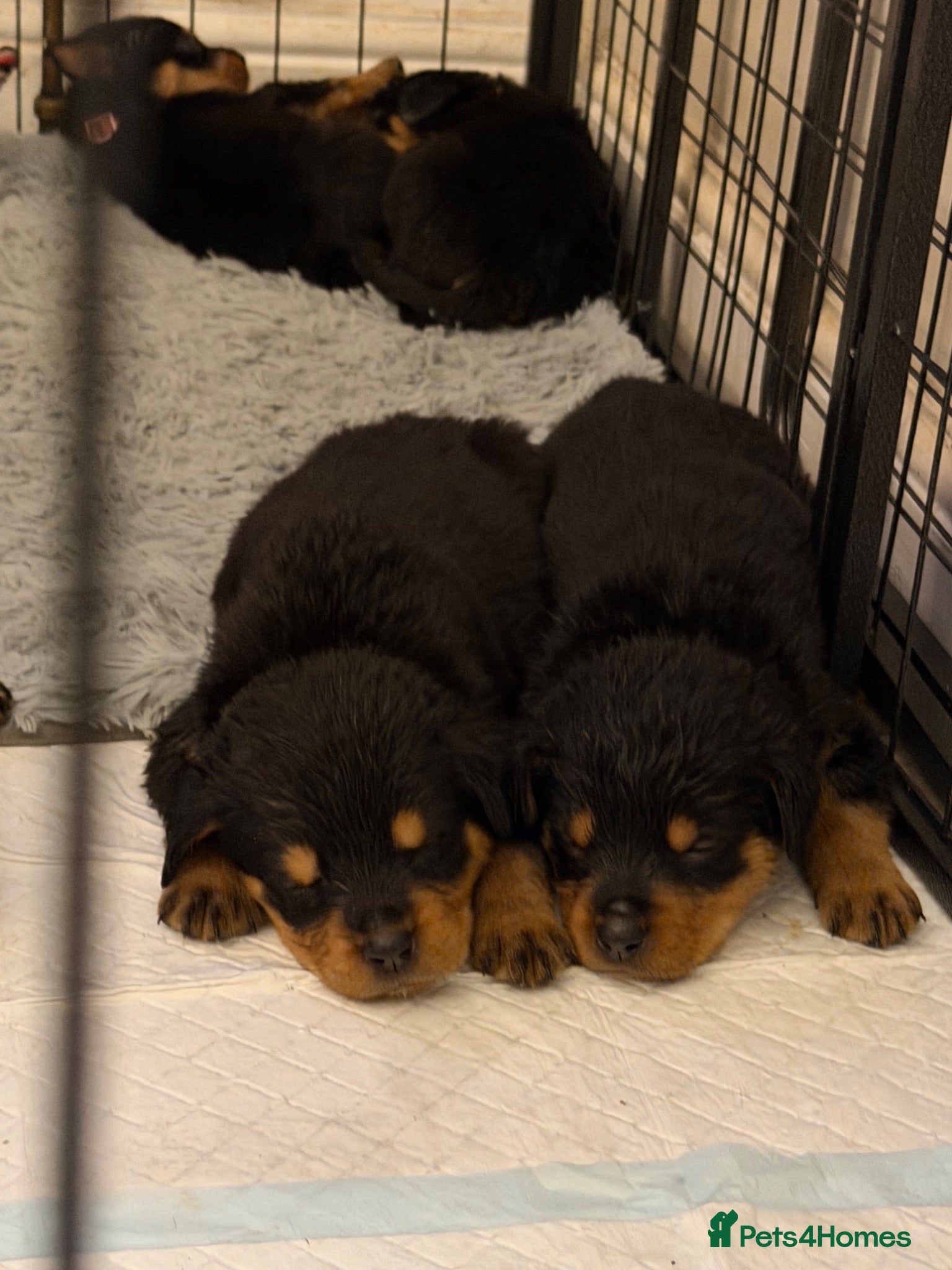 Rottweiler dogs Reduced ❤️8 Rottweiler Puppies ❤️  6 LEFT ❤️ - Advert 4