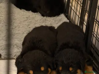 Rottweiler dogs Reduced ❤️8 Rottweiler Puppies ❤️ 6 LEFT ❤️ - Advert 4