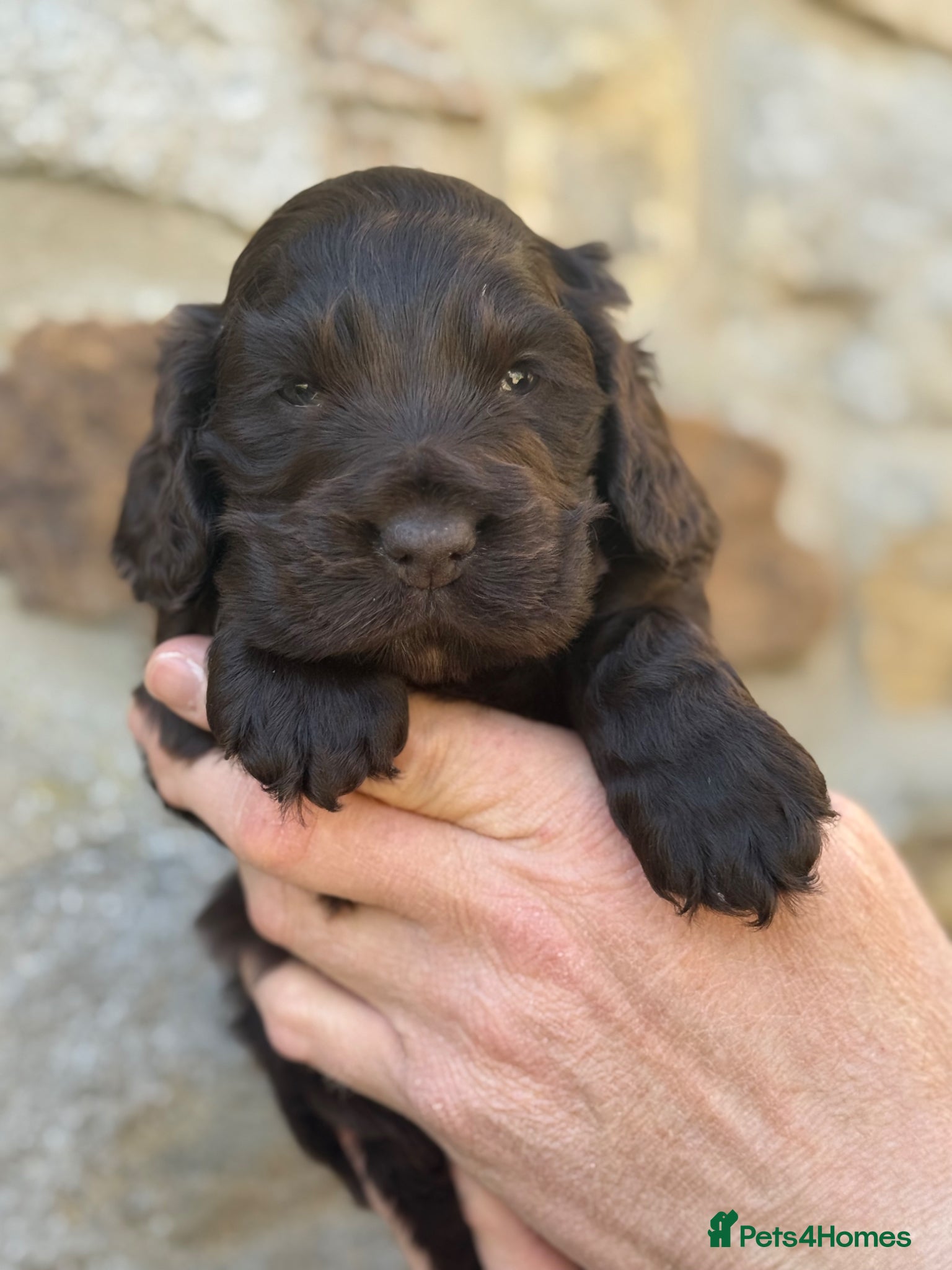 Cocker Spaniel dogs KC Show Cocker Spaniel Choc Boy  - Advert 1