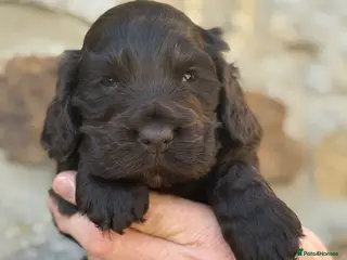 Cocker Spaniel dogs for sale: KC Show Cocker Spaniel Choc Boy - Advert 1