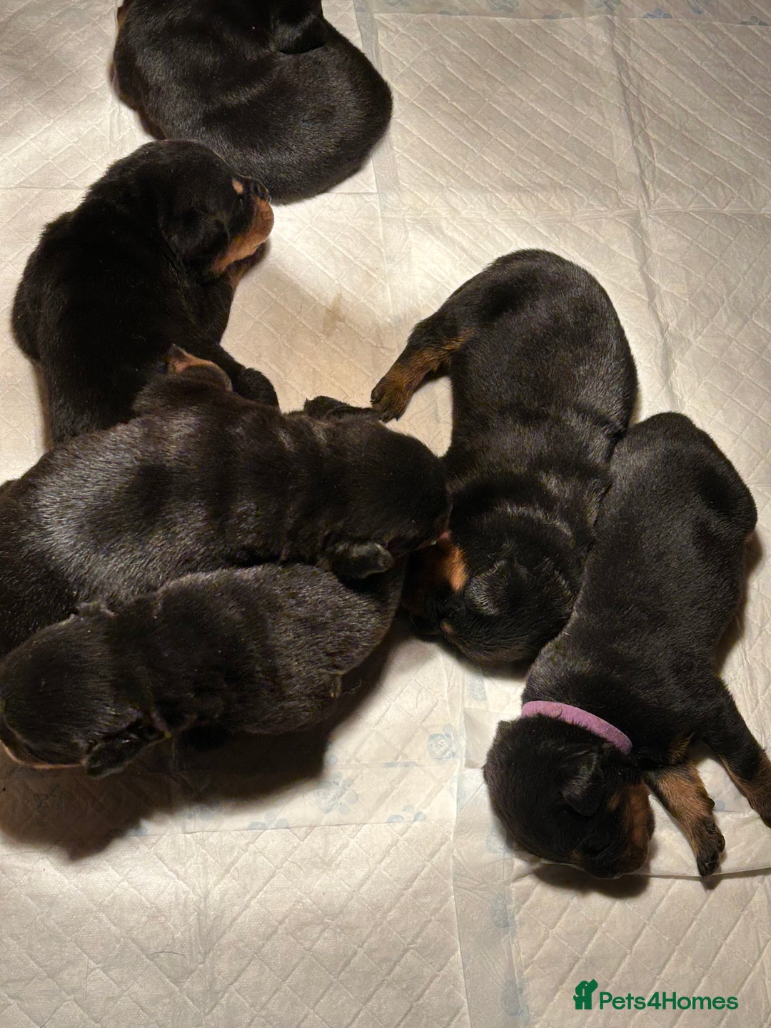 Rottweiler dogs for sale: Champion  bloodline Rottwiler Puppies  - Advert 7