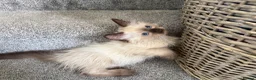 Ragdoll cats for sale: Tica Registered Mink Ragdolls - Advert 24