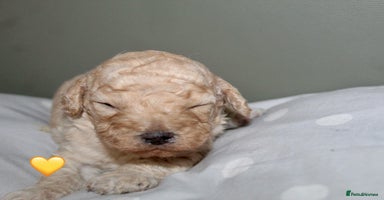 Cockapoo dogs - Advert 10