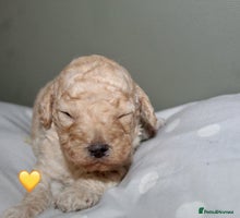 Cockapoo dogs - Advert 10