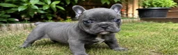 French Bulldog dogs for sale: Blue French Bulldog Puppy Ready for a Home 🏡  - Advert 2
