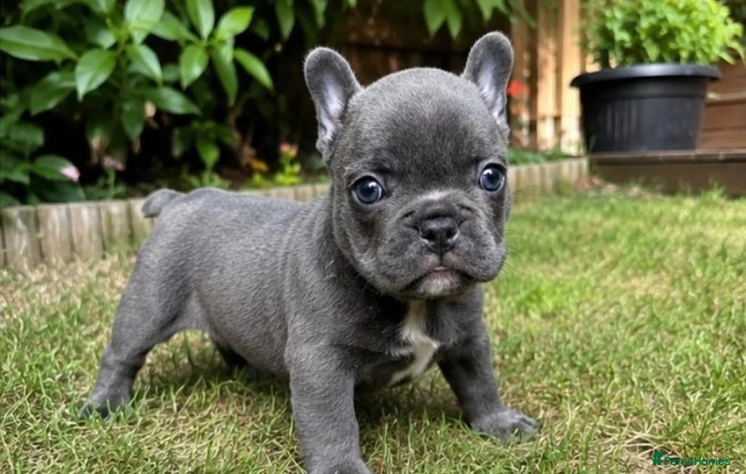 French Bulldog dogs for sale: Blue French Bulldog Puppy Ready for a Home 🏡  - Advert 2