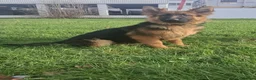 German Shepherd dogs for sale: stunning German Shepard puppies - Advert 7