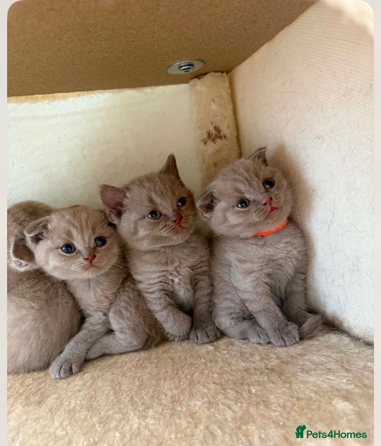 Scottish Fold cats 😻Scottish fold chocolate and lilac kittens😻 - Advert 1