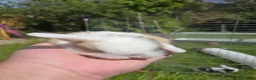 Mini Lop rabbits for sale: 4 Purebred Mini Lop kits for sale - Advert 3