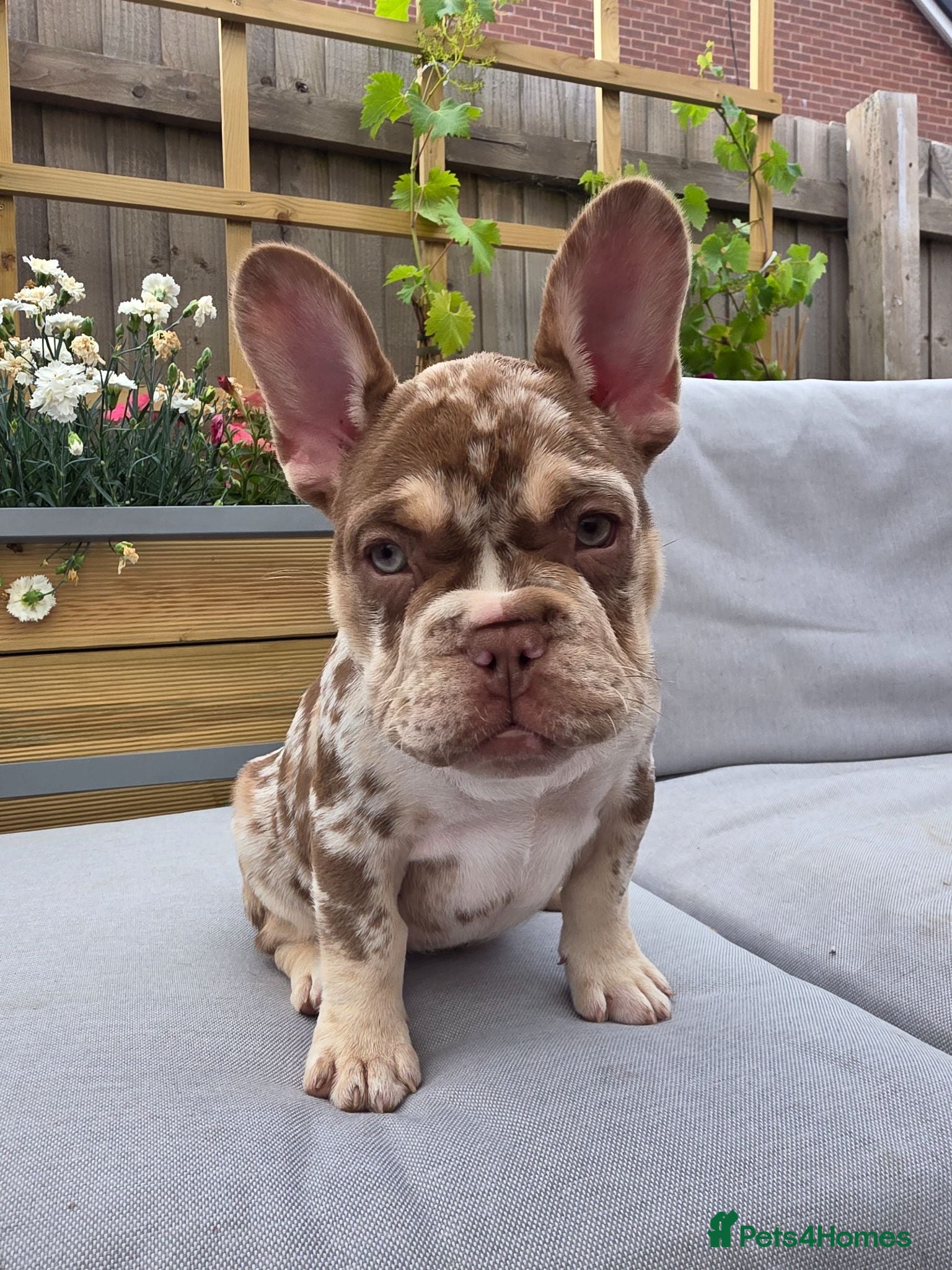 French Bulldog dogs Open for offer  French Bulldog with papers - Advert 11