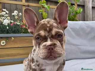 French Bulldog dogs Open for offer French Bulldog with papers - Advert 11