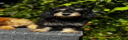 Doxiepoo dogs for sale: Doxiepoos Miniature dachshund x toy poodle  - Advert 9