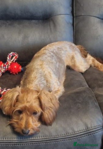 Mixed Breed dogs for sale: Morkiepoo  - Advert 2