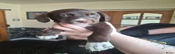 Mixed Breed dogs for sale: Kelpie cross spaniel pups - Advert 5