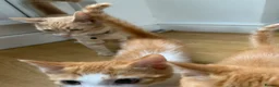 American Shorthair cats for sale: American Shorthair twins  - Advert 3