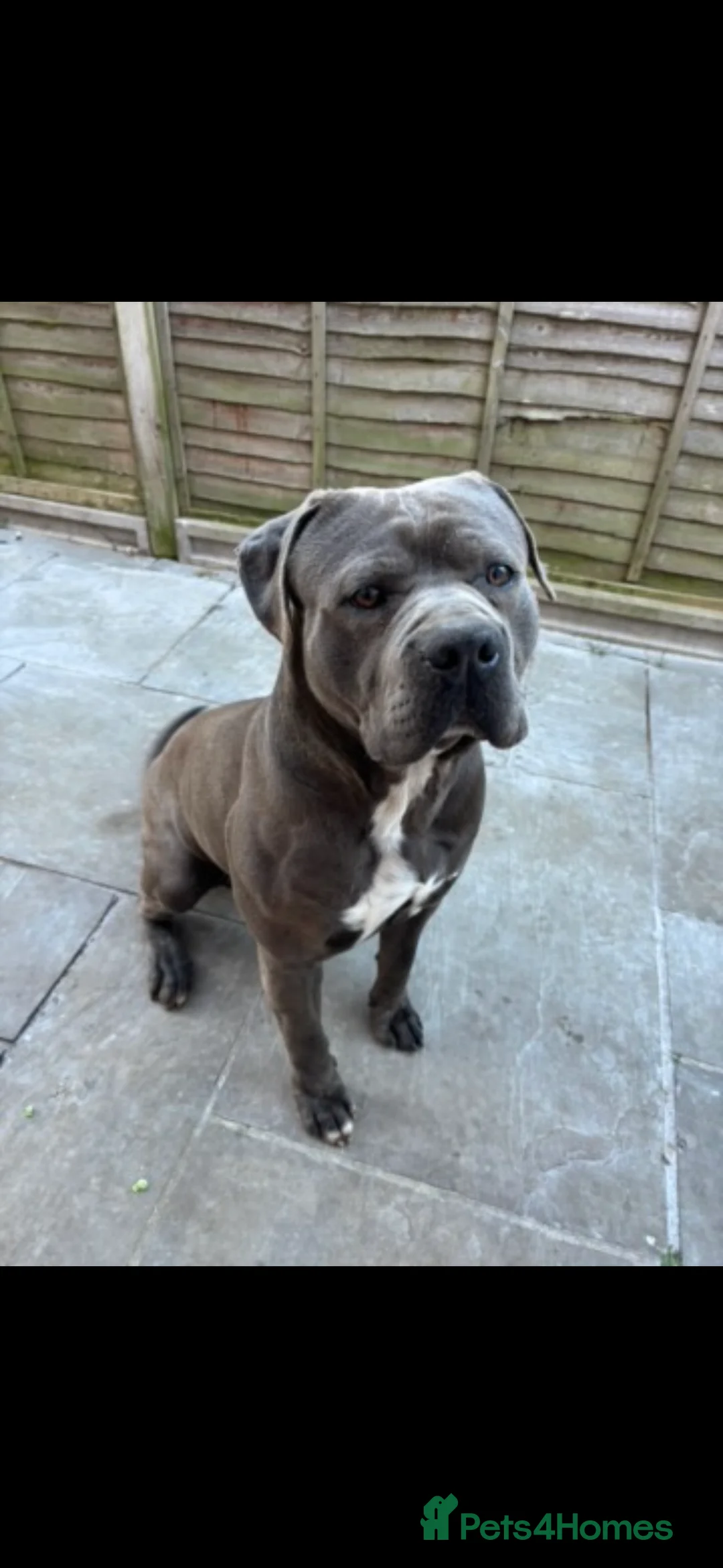 Cane Corso dogs for sale: Cane Corso in Rochester - Advert 2