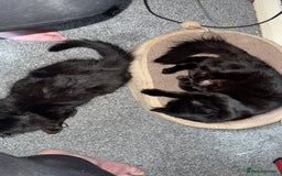 Domestic Shorthair cats for sale: Brother and sister black kittens  - Advert 5