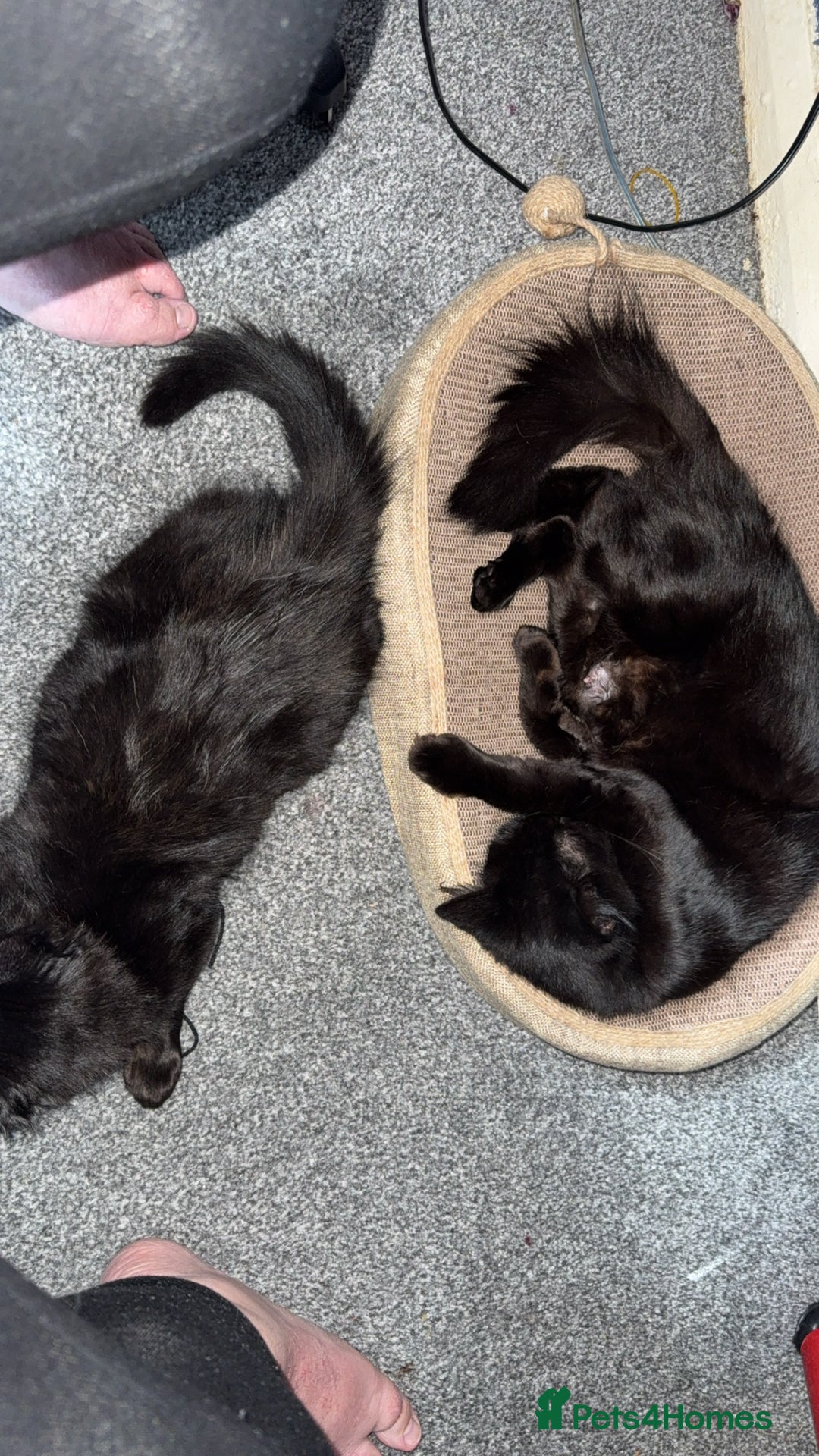 Domestic Shorthair cats for sale: Brother and sister black kittens  - Advert 5