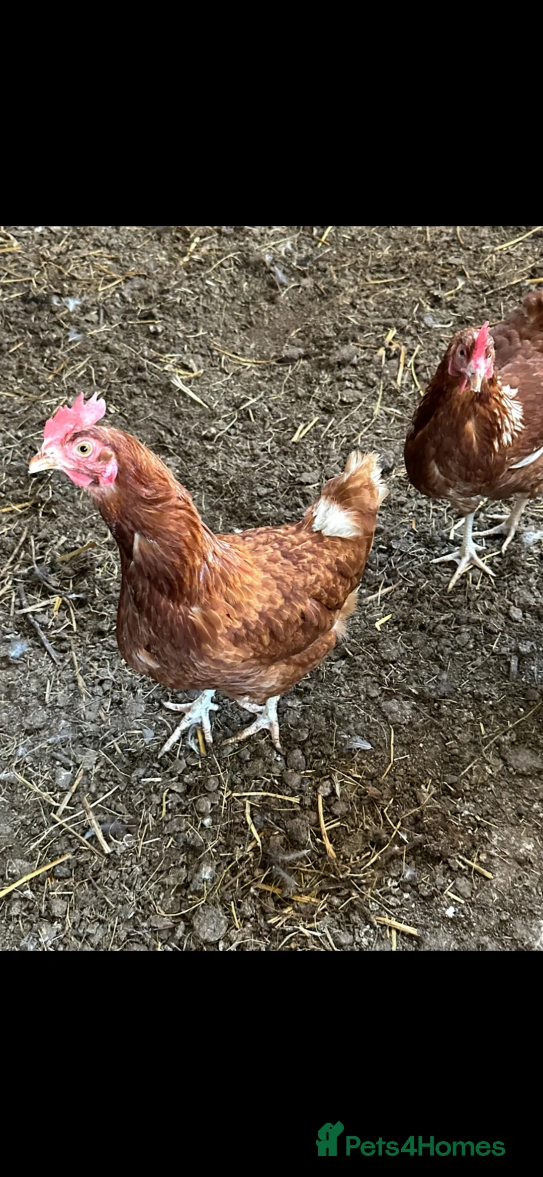 Ducks poultry for sale: Indian runner, brown hens, Emden geese,call ducks  - Advert 1