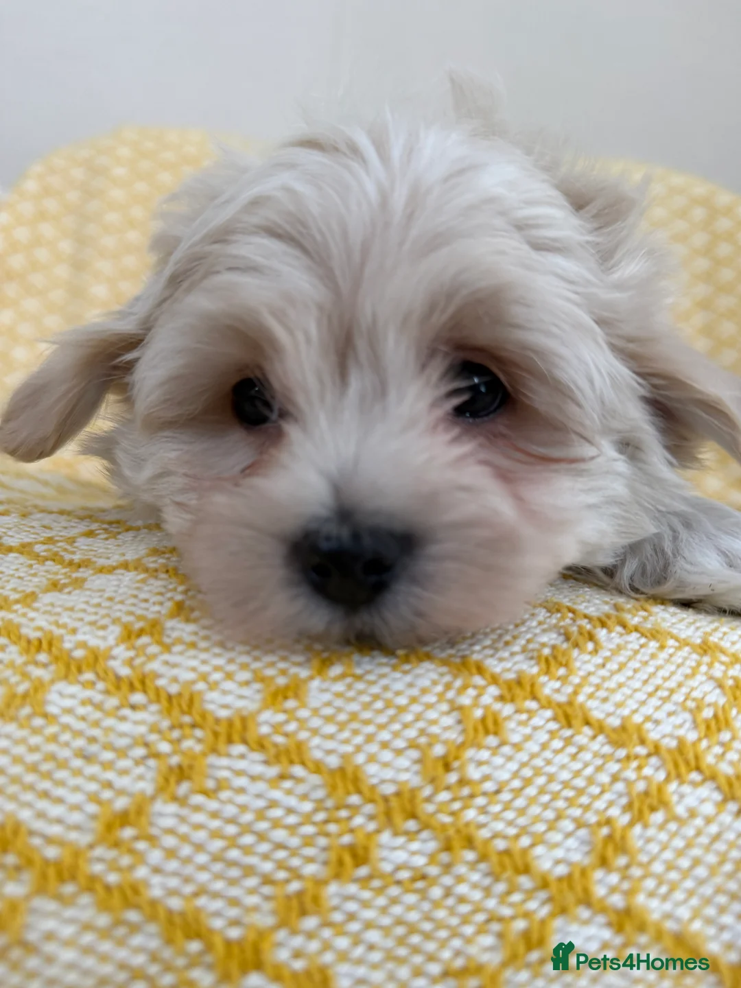 Maltipoo dogs for sale: Beautiful happy health tested Maltipoo fur babies  - Advert 26