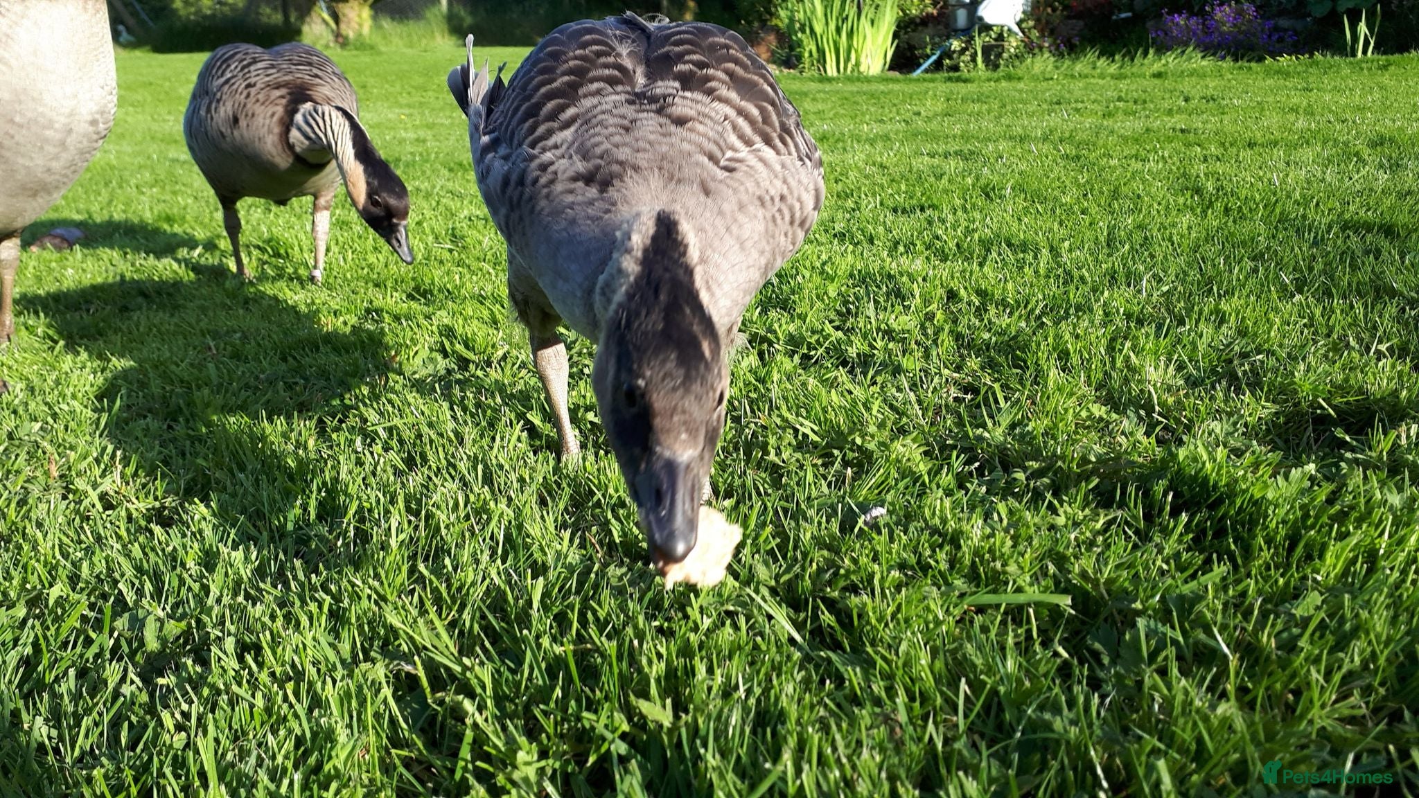 Geese poultry Ne-ne geese - Advert 1
