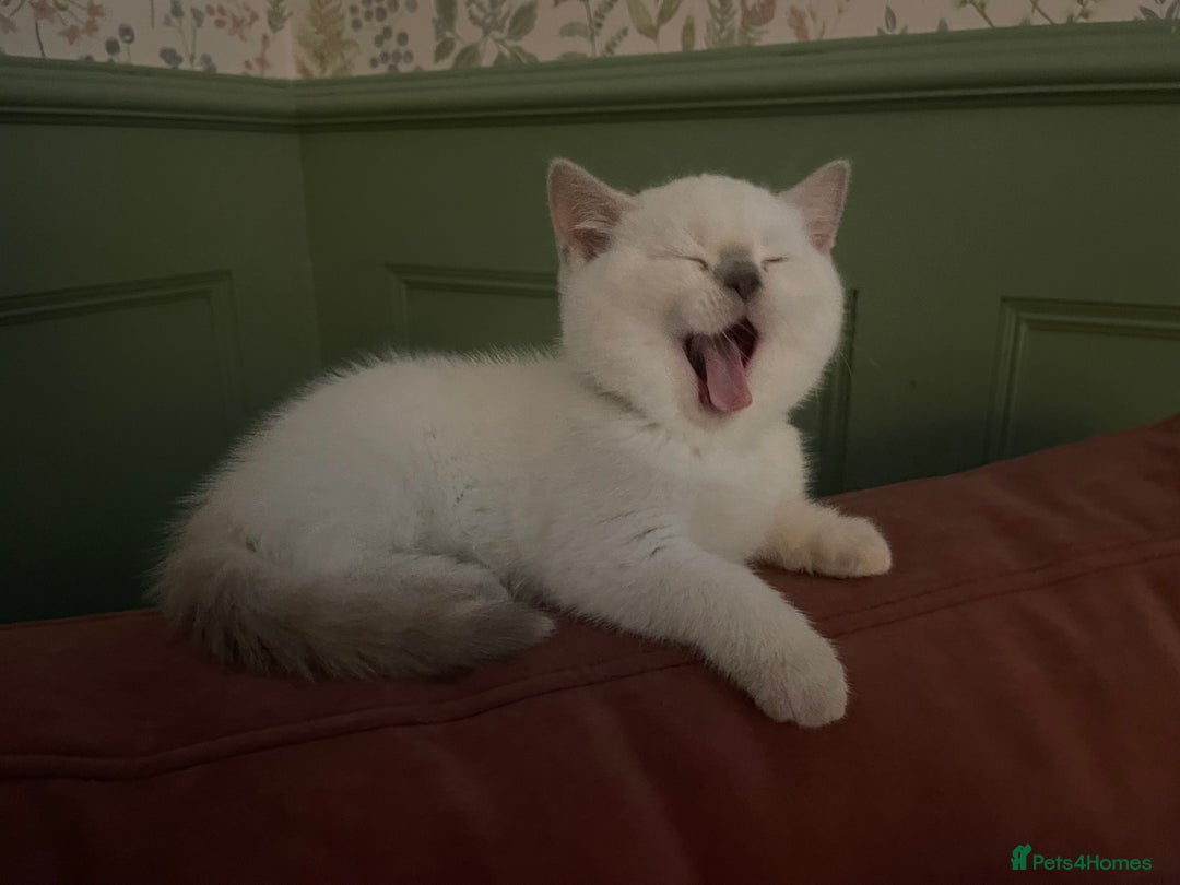 British Shorthair cats for sale: GCCF Registered British Shorthair Kittens - Advert 14