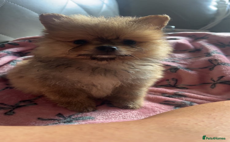 Pomeranian dogs - Advert 4