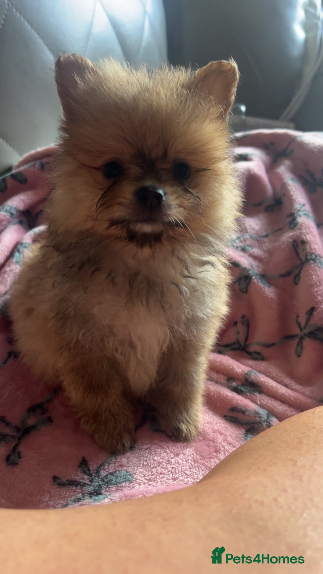 Pomeranian dogs for sale: Pomeranian  - Image 1