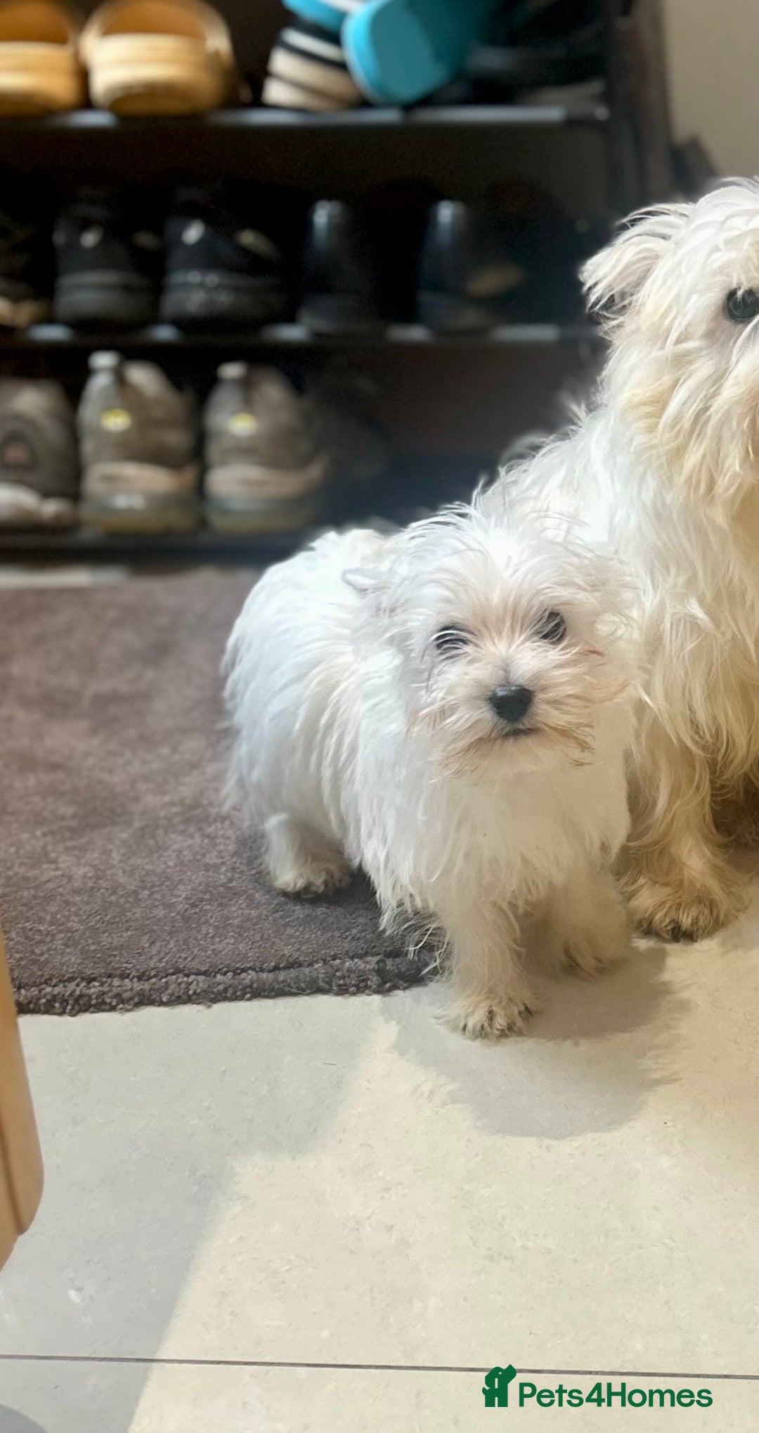 West Highland Terrier dogs for sale: 🐾💙Very Handsome Westie Boy Ready Now 💙🐾 - Advert 17