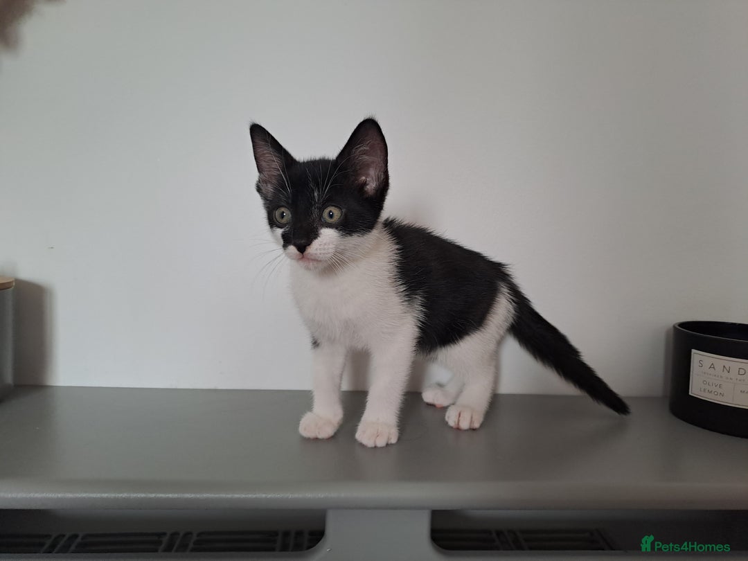 Domestic Shorthair cats for sale: 2 female kittens for sale - Image 17
