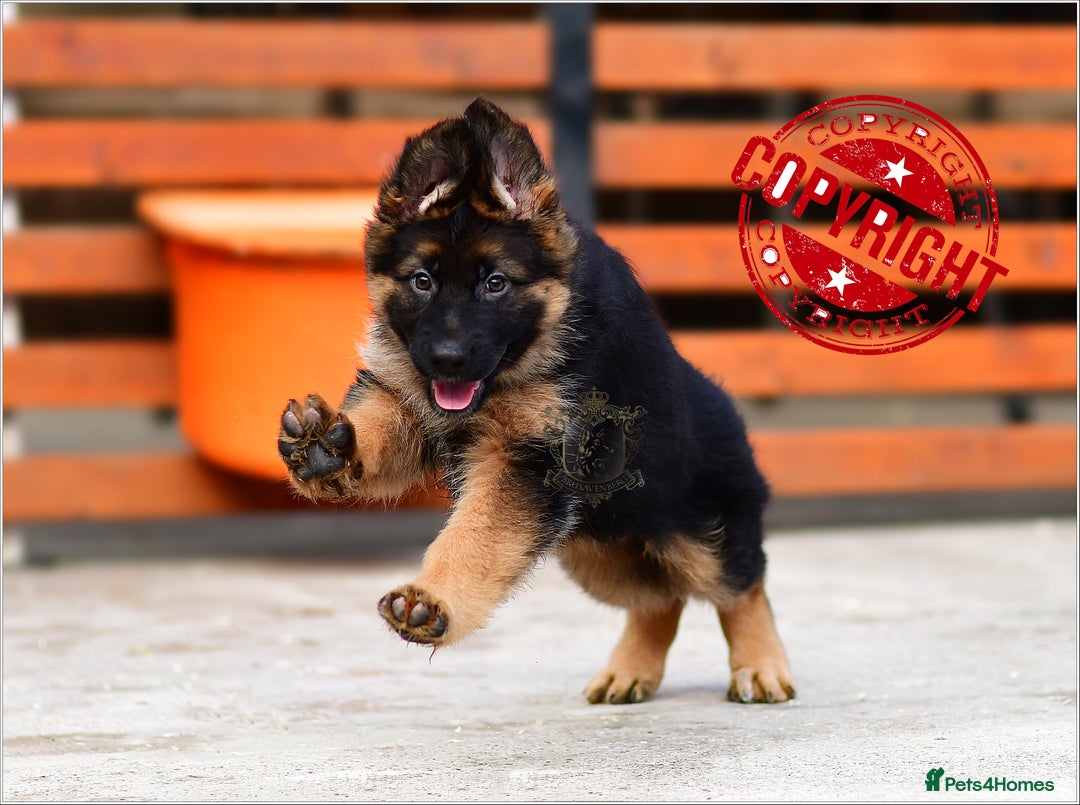 German Shepherd dogs for sale: KC LONGHAIRED SHOW LINES GERMAN SHEPHERD FEMALE - Advert 3