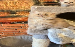 Persian cats for sale: Persian kitten ready to go - Image 26