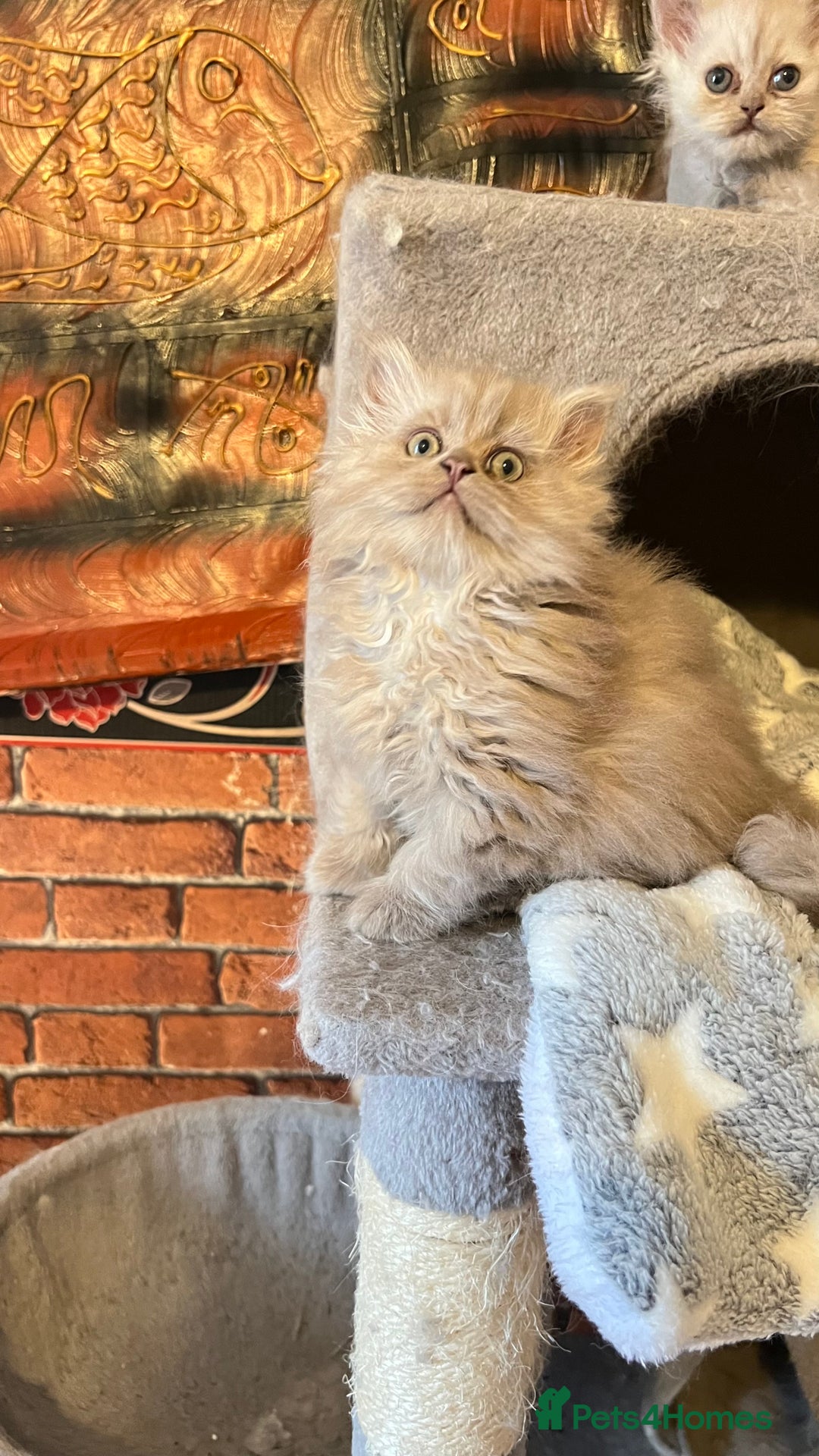 Persian cats for sale: Persian kitten ready to go - Image 26