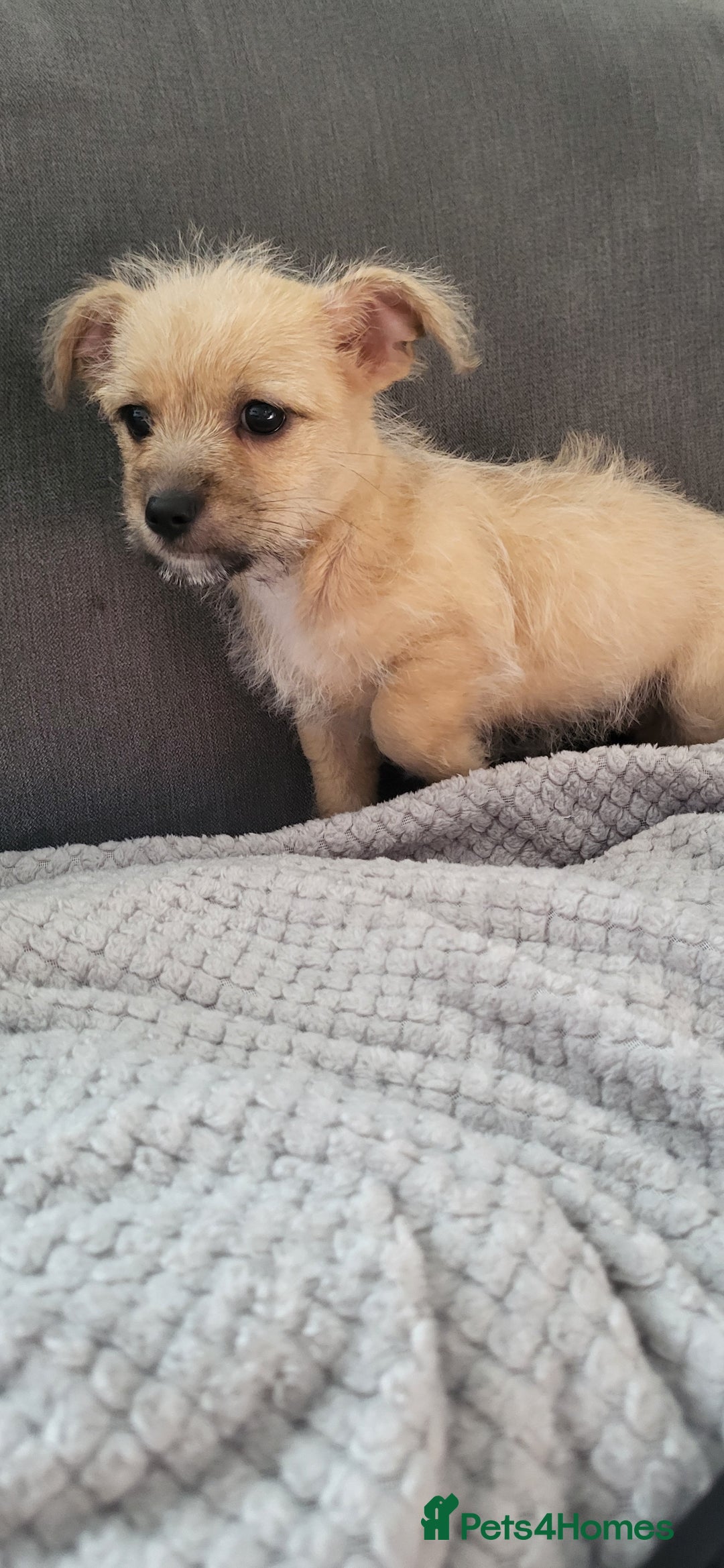 Mixed Breed dogs for sale: Jack russel cross pomeranian puppies  - Image 22