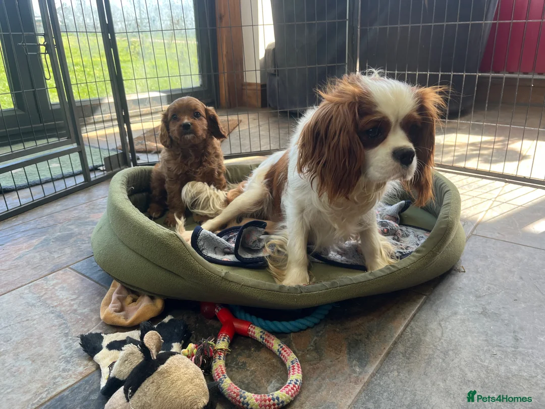 Cavapoo dogs for sale: Beautiful cavapoo puppy  - Advert 2