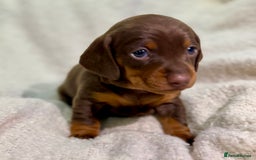 Miniature Dachshund dogs for sale: Mini Dachshund KC Reg -  ONLY 3 MALE PUPS LEFT!  - Advert 24