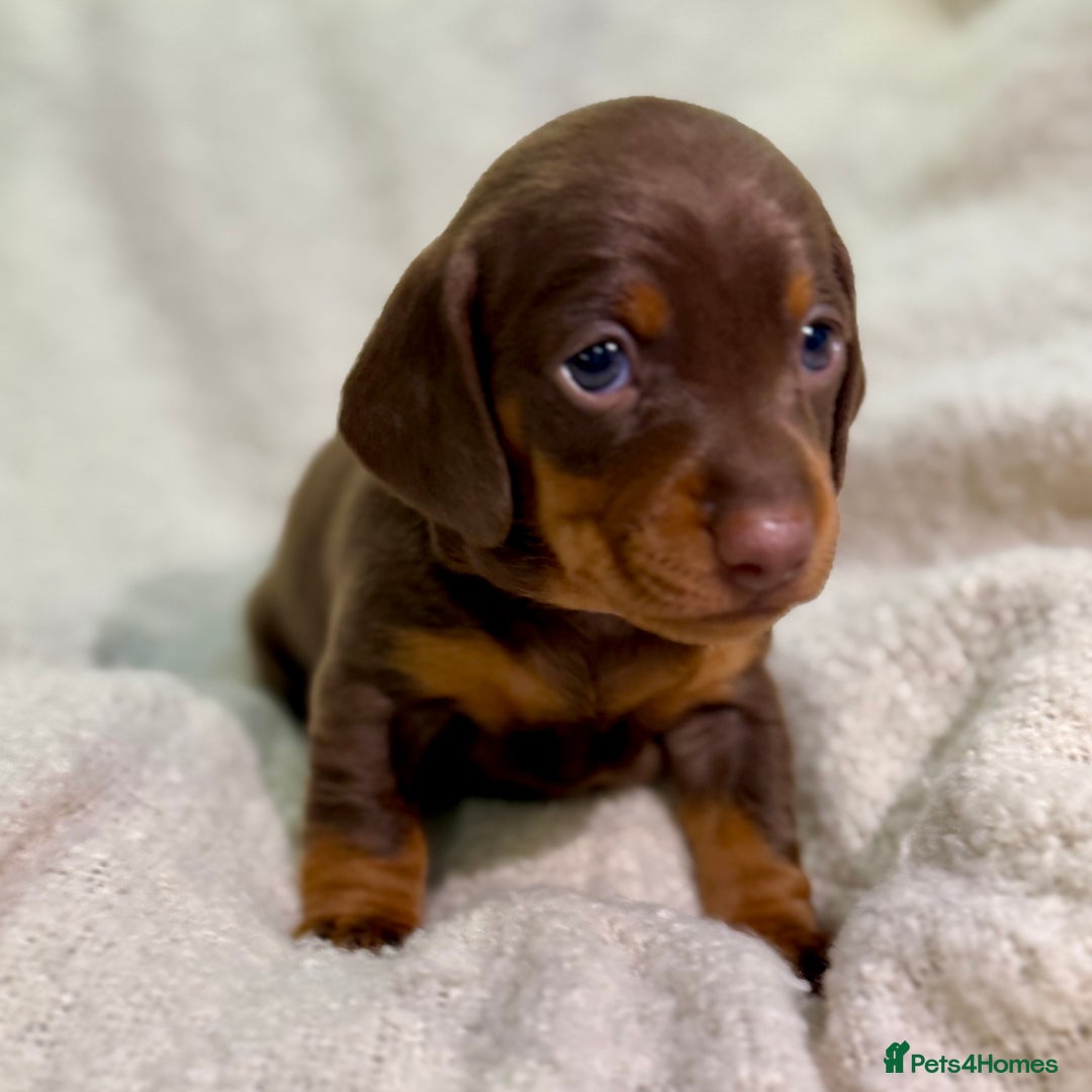 Miniature Dachshund dogs for sale: Mini Dachshund KC Reg -  ONLY 3 MALE PUPS LEFT!  - Advert 24