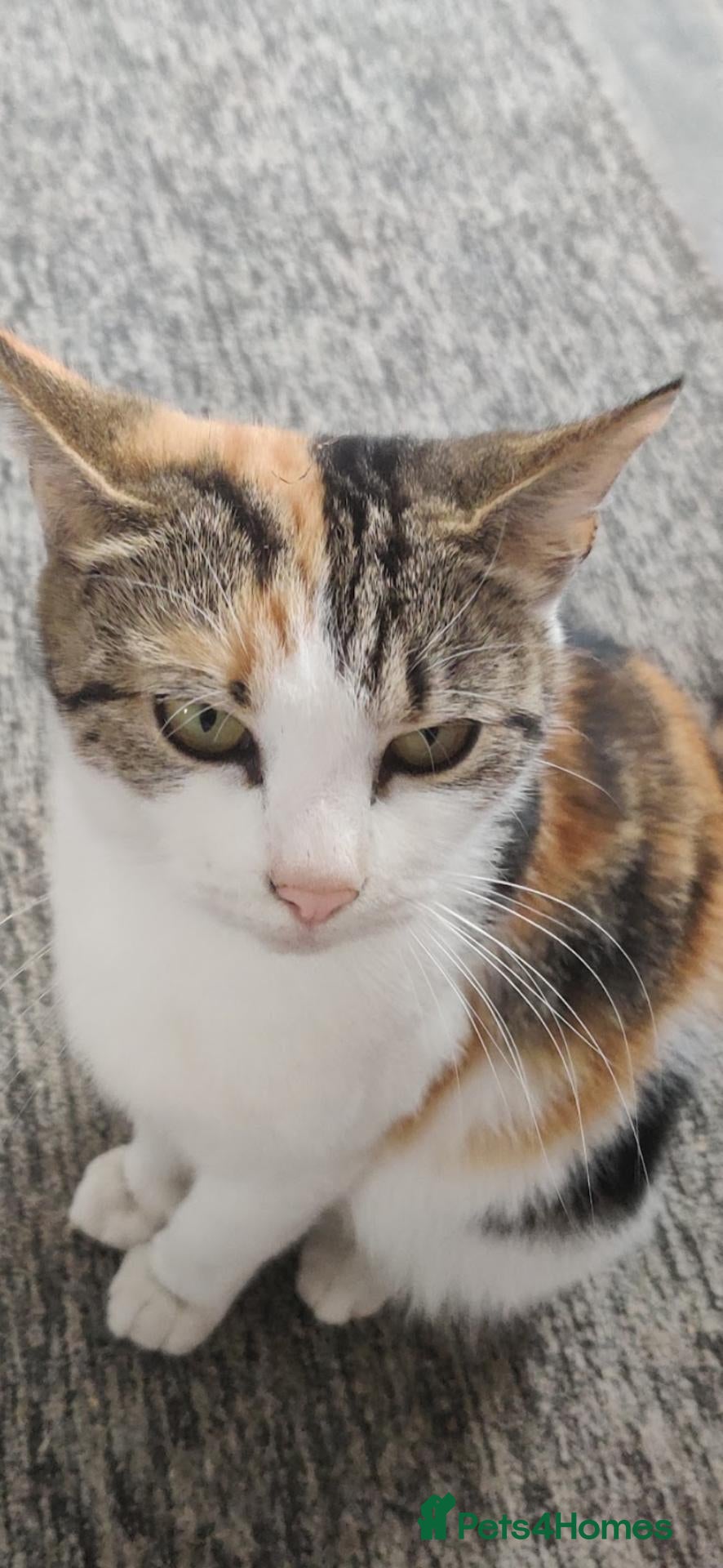 Mixed Breed cats Beautiful soft loving kitten  - Advert 2