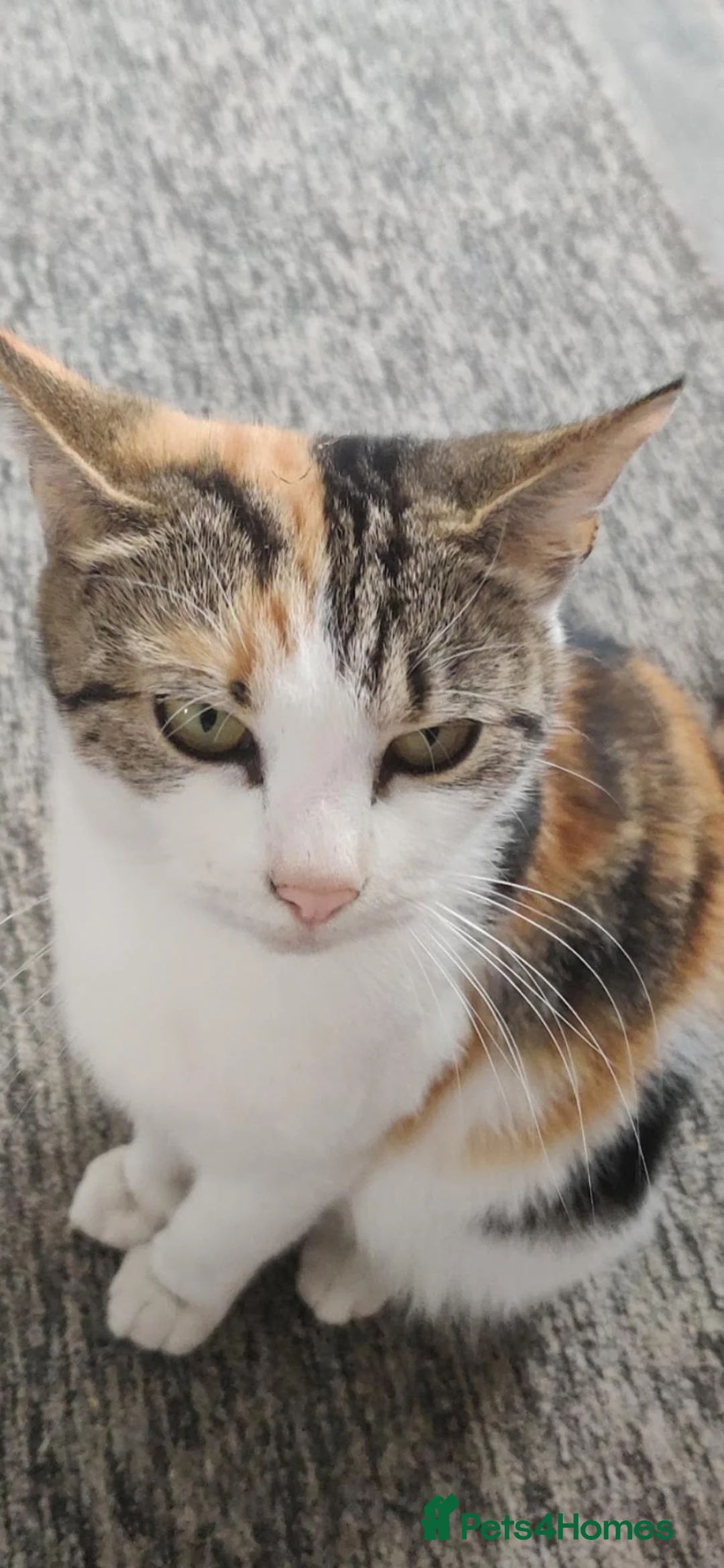 Mixed Breed cats for sale: Beautiful soft loving kitten  - Advert 1