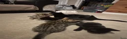 Mixed Breed cats for sale: 4 beautiful kittens for sale  - Advert 1