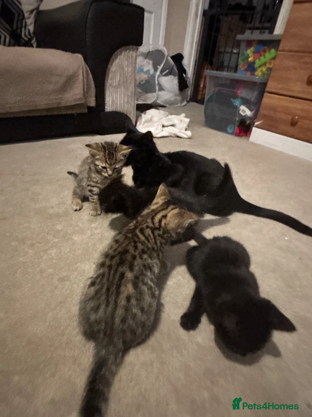 Mixed Breed cats for sale: 4 beautiful kittens for sale  - Advert 1