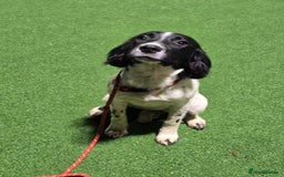 English Springer Spaniel dogs for sale: Arwen the kc springer - Advert 1