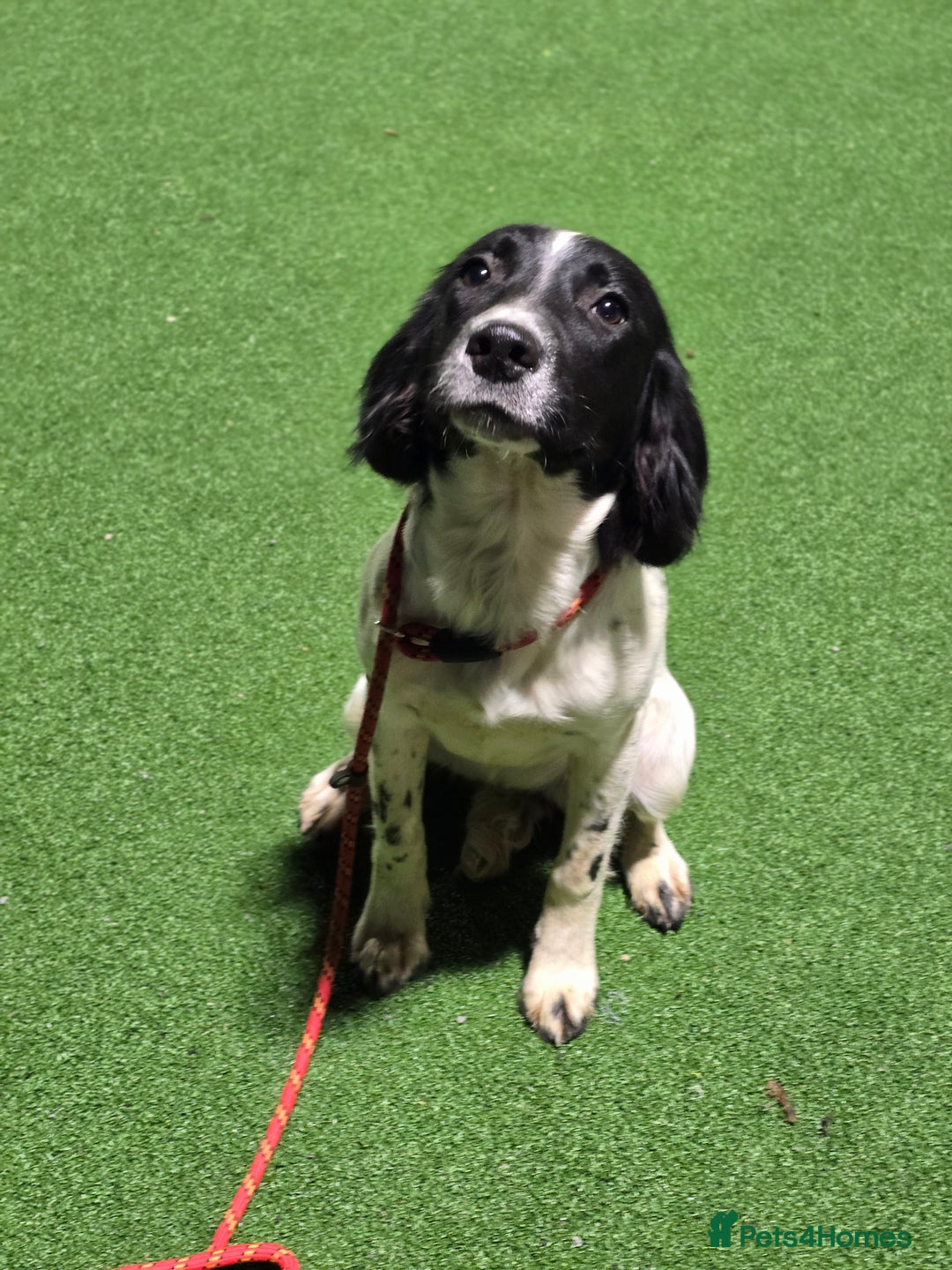 English Springer Spaniel dogs for sale: Arwen the kc springer - Advert 1